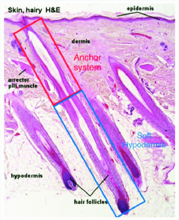 FIGURE 1.